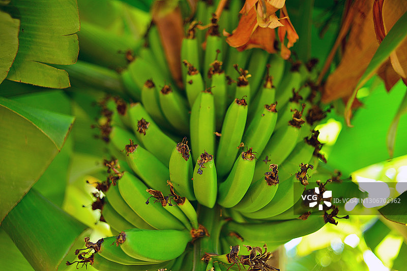 葡萄牙马德拉岛丰沙尔市街道上的香蕉树图片素材