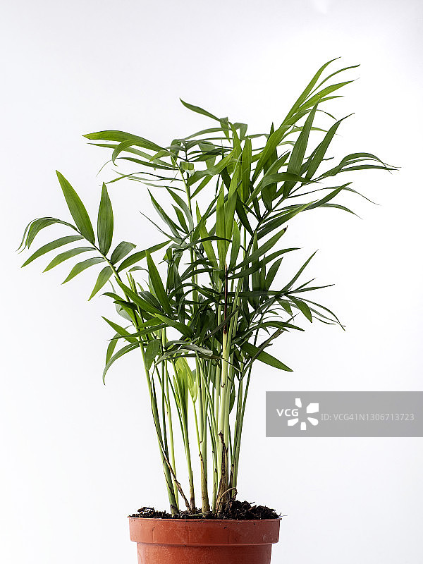 花盆中散尾葵特写，白色背景图片素材