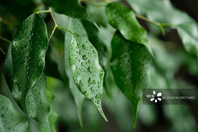 雨后湿润的室内盆栽榕树，绿叶上的水滴，园艺，花艺，植物护理概念图片素材