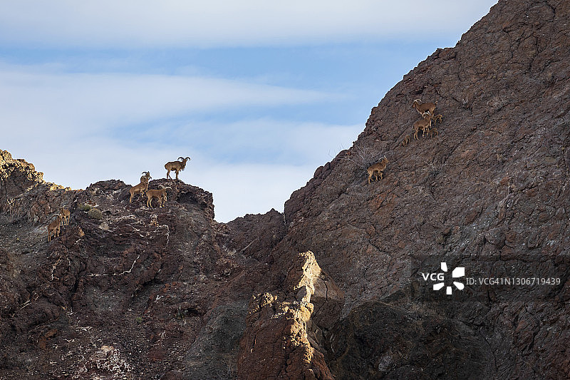 沙漠大角羊图片素材