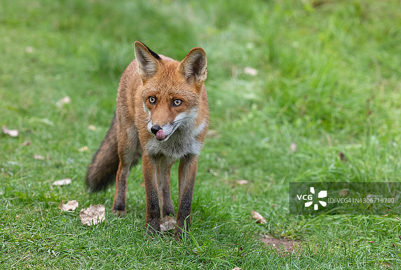 美丽的红色狐狸图片素材