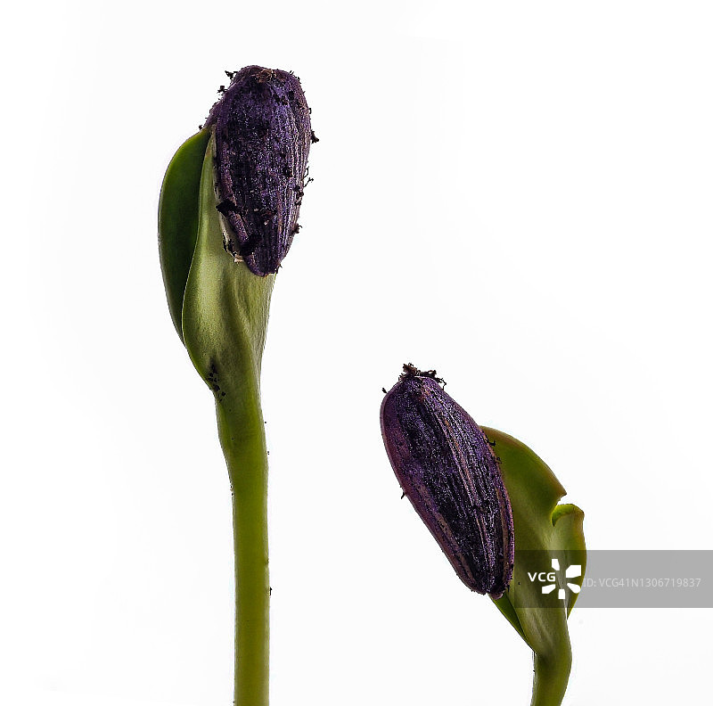 白色背景上的向日葵幼苗茎和叶图片素材