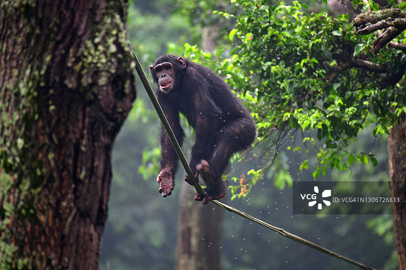 雄性黑猩猩在绳子上玩耍图片素材