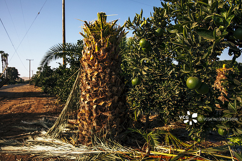加州橘子林附近的棕榈树桩图片素材