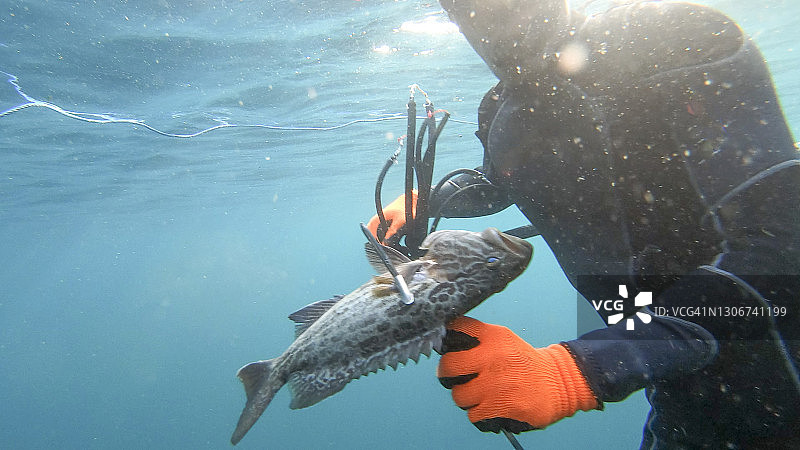 水下手持鱼叉的渔夫从鱼身上拔出鱼叉图片素材