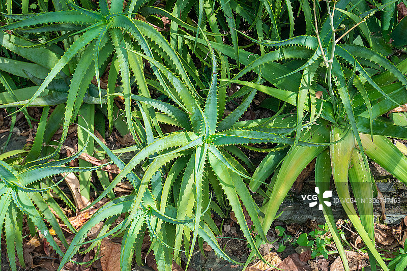 花园中的芦荟树图片素材