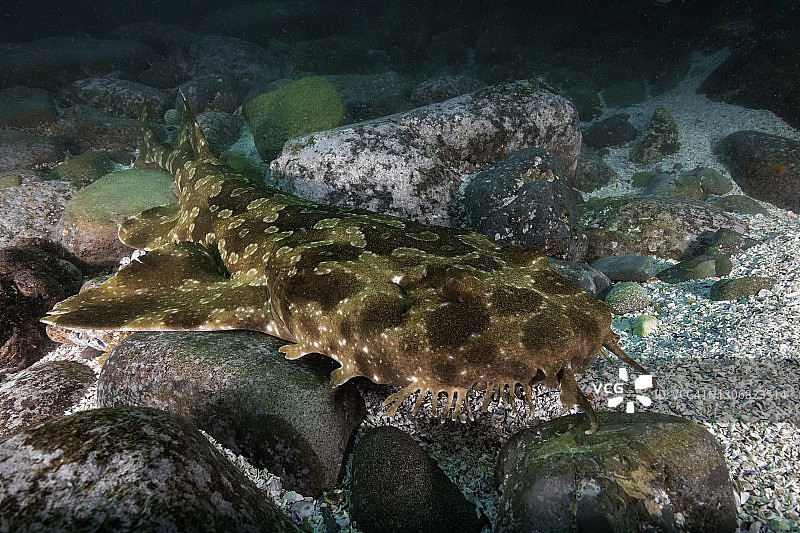 澳大利亚新南威尔士州海豹岩海洋公园海底的长须鲸鲨图片素材