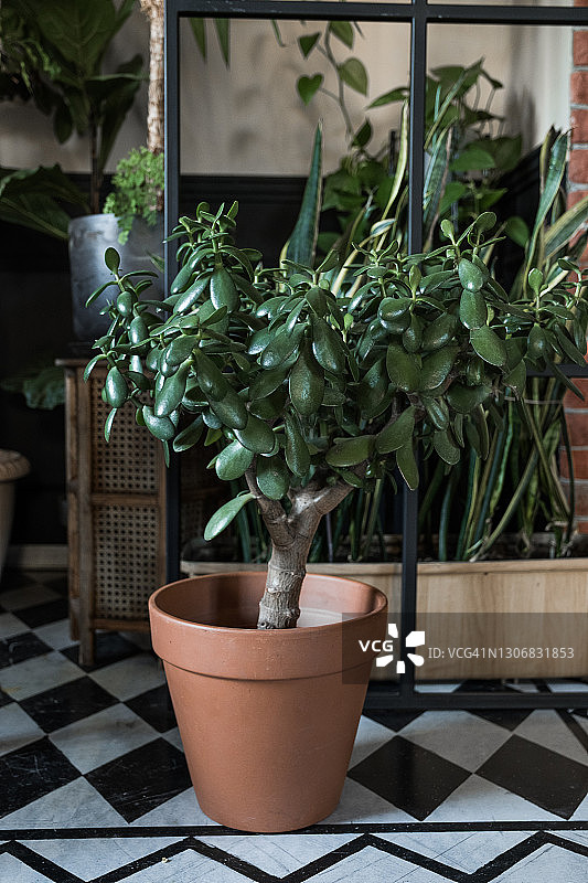 客厅泥盆中的各种室内花卉：多肉植物图片素材