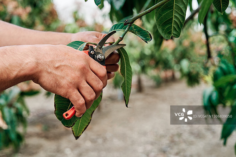 农民用修剪剪刀修剪树枝图片素材