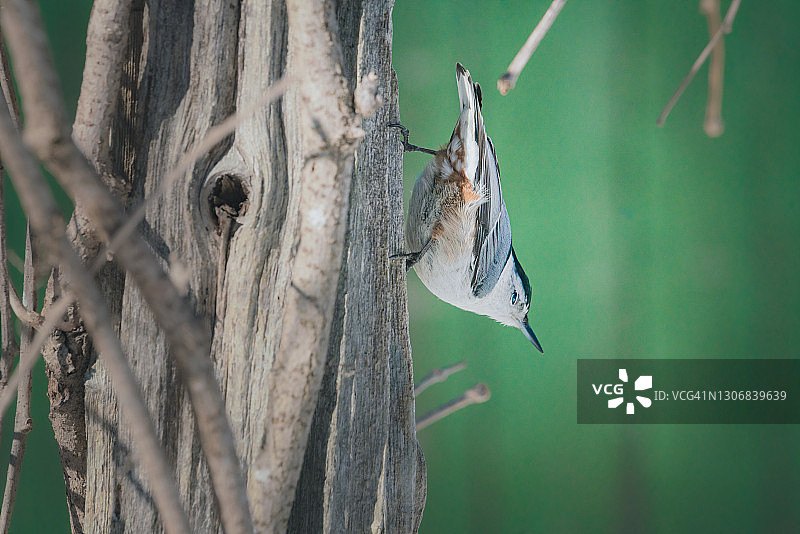 漂亮的䴓图片素材