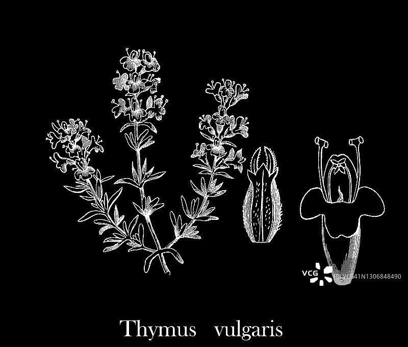 普通百里香复古雕刻插图图片素材