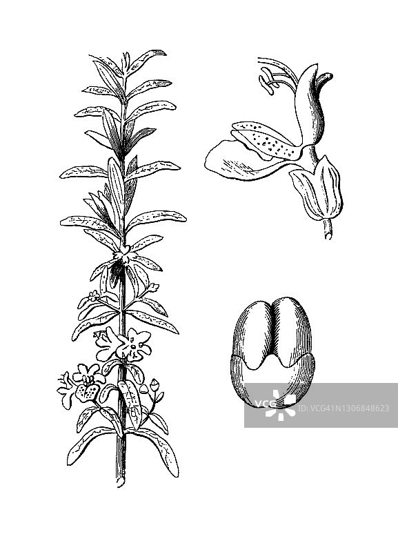 迷迭香复古雕刻插图图片素材