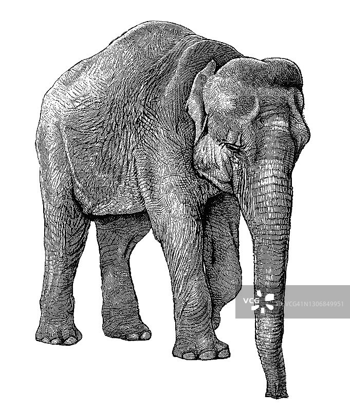 亚洲象（Elephas maximus）的古老雕刻插图图片素材