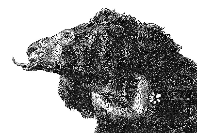 懒熊古老雕刻插图图片素材