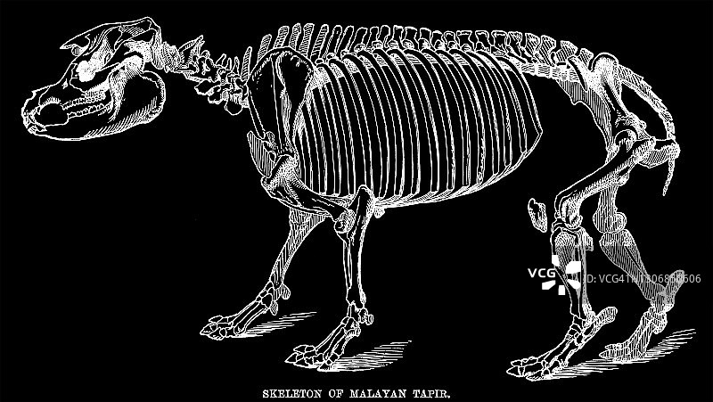 马来貘（Acrocodia indica）骨骼的古老雕刻插图图片素材