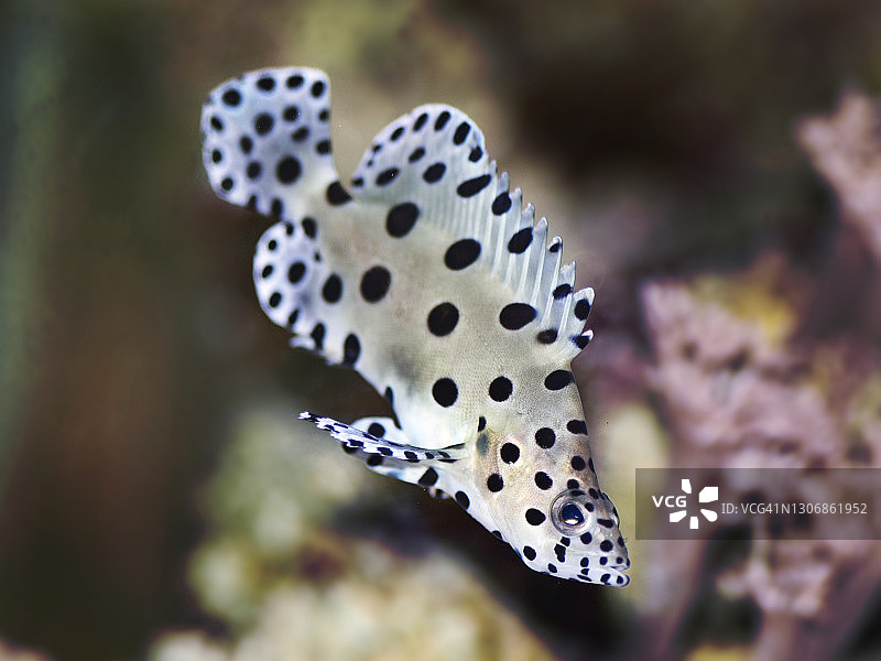 水族馆中的豹纹石斑鱼。图片素材