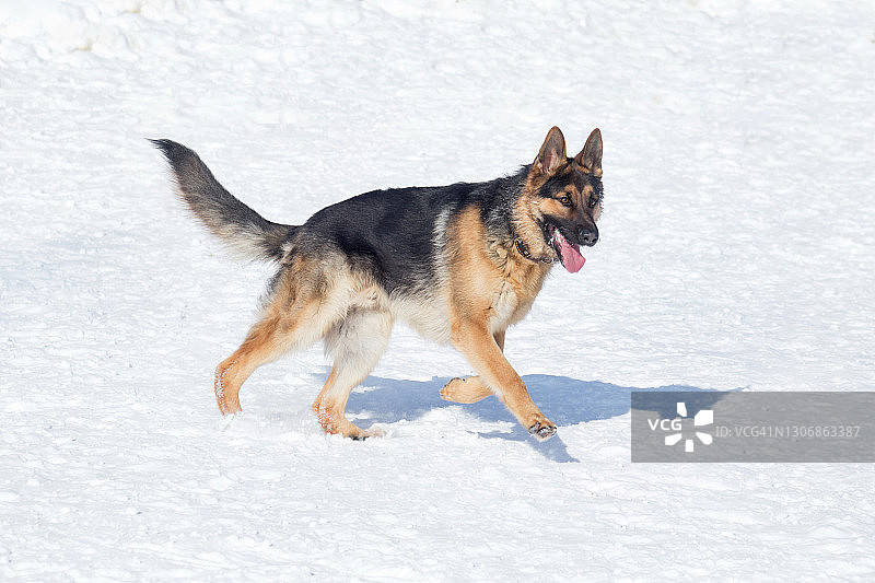 在冬季公园的白雪上奔跑的可爱德国牧羊犬幼犬图片素材
