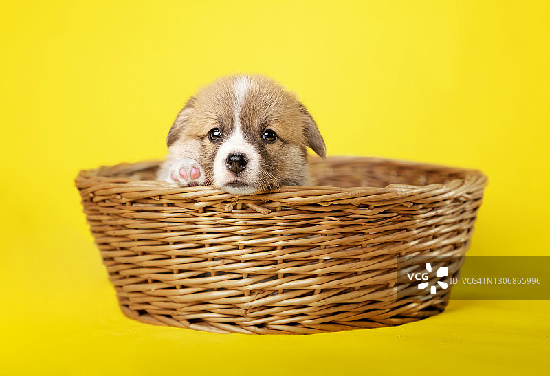 篮子里的小狗图片素材