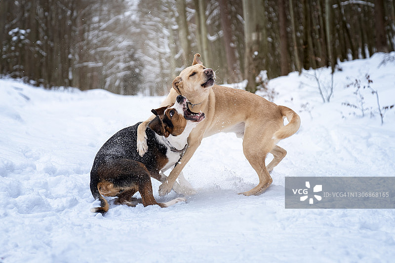 两只狗在森林里玩耍图片素材
