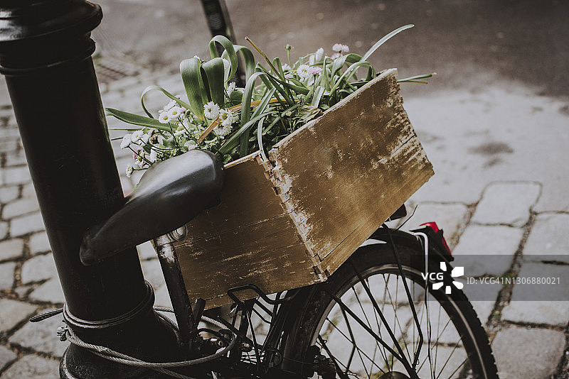 自行车筐里的鲜花图片素材