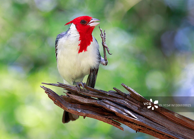 红冠主教鸟特写图片素材