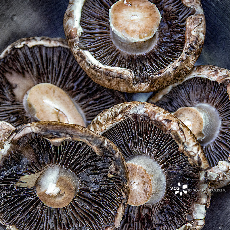 大褐菇图片素材