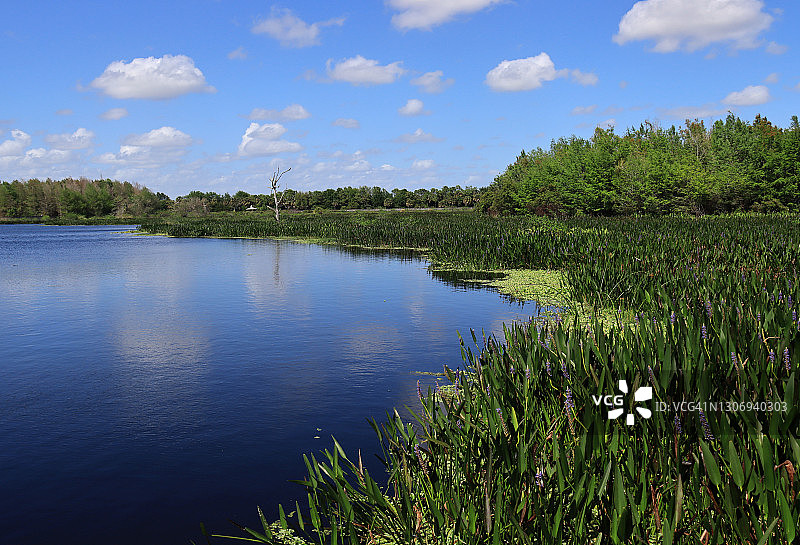 阳光明媚的日子里，盛开的梭鱼草和白色蓬松的云朵倒映在南佛罗里达州的湿地中图片素材