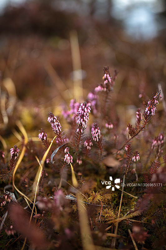 石楠花图片素材