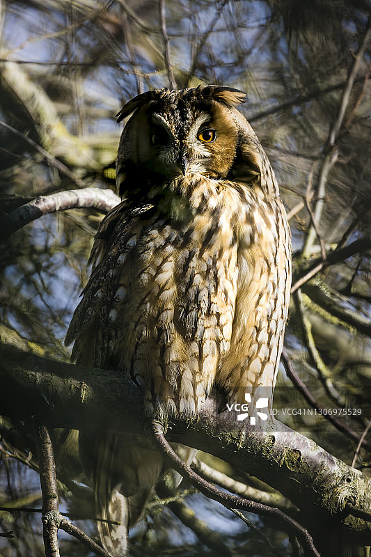 长耳鸮图片素材