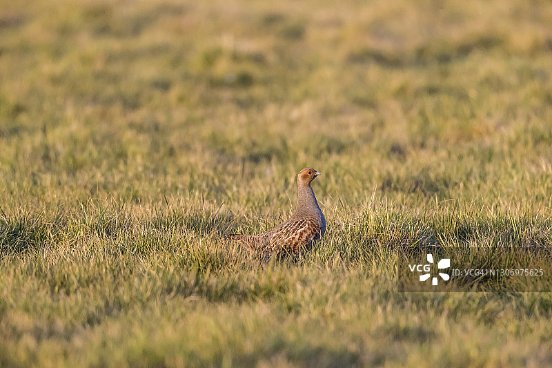 灰色鹧鸪图片素材