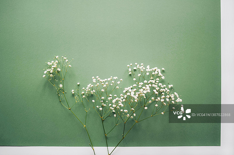 绿色背景上的满天星树枝图片素材