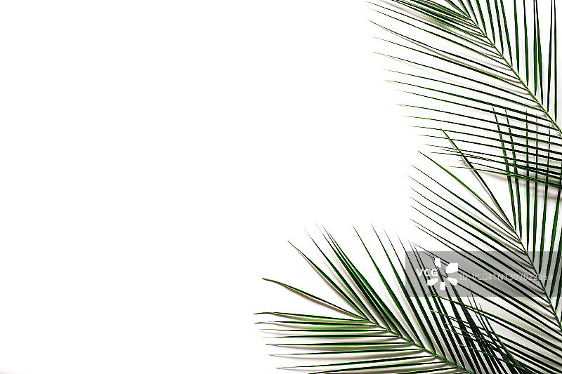 白色背景上的棕榈叶图片素材