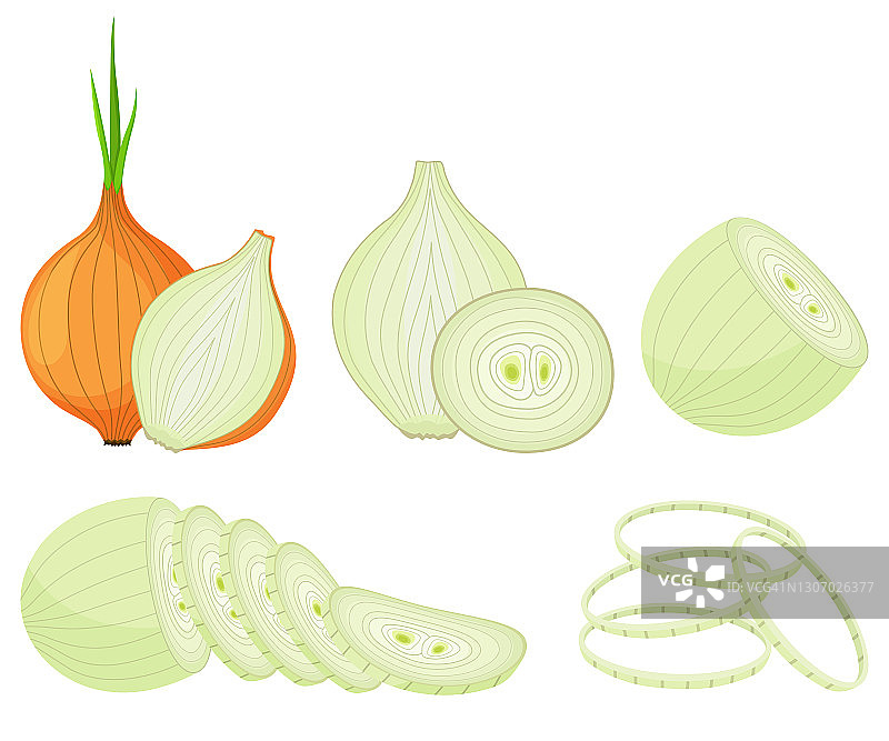 白色背景洋葱矢量图图片素材