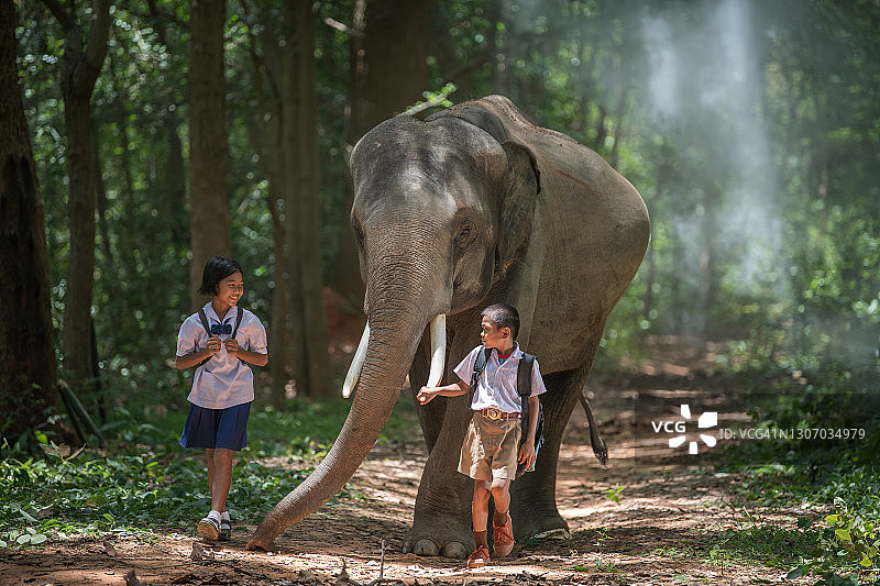 在泰国素林的大象村，学生在上学的路上与大象同行图片素材