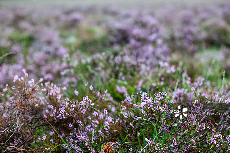 聚焦石楠花图片素材