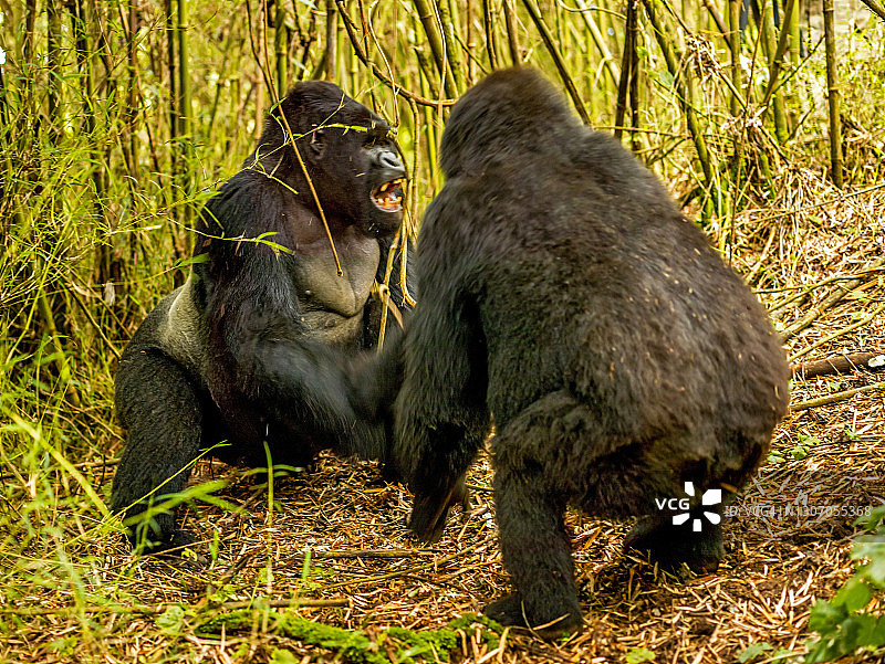 山地大猩猩在卢旺达火山国家公园打斗图片素材