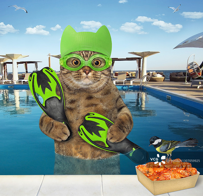 戴着绿色泳帽在泳池里的猫图片素材