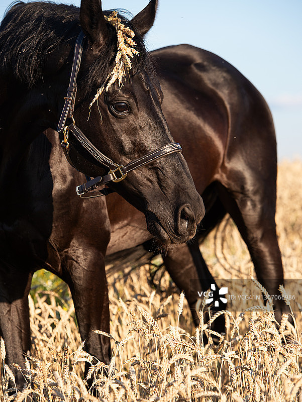 在麦田里摆姿势的美丽黑色运动型特雷克纳种马肖像图片素材