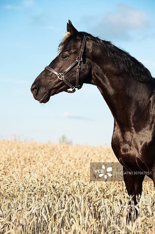 在麦田里摆姿势的美丽黑色运动型特雷克纳种马肖像图片素材