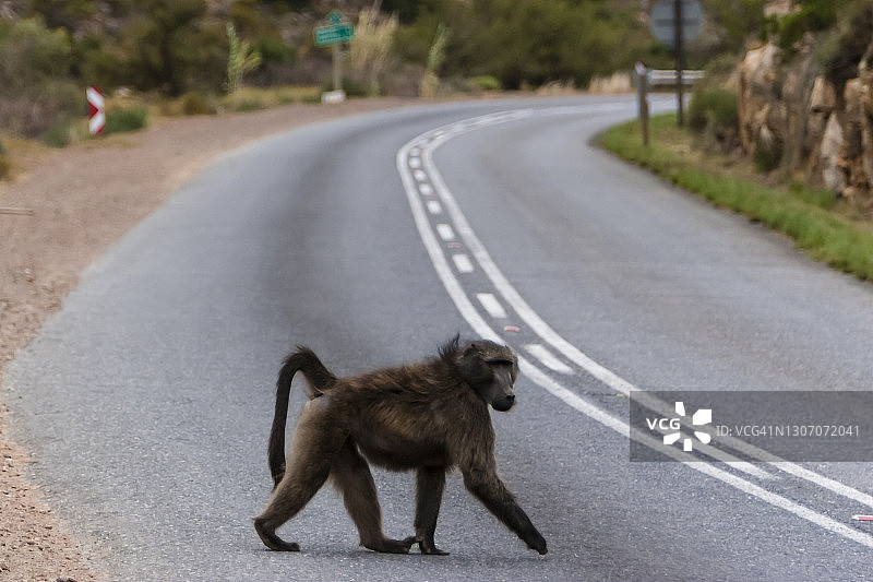 好望角狒狒图片素材