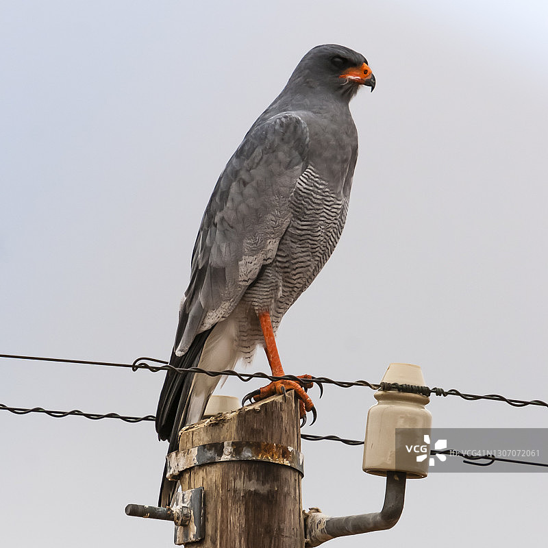 苍色歌鹰图片素材