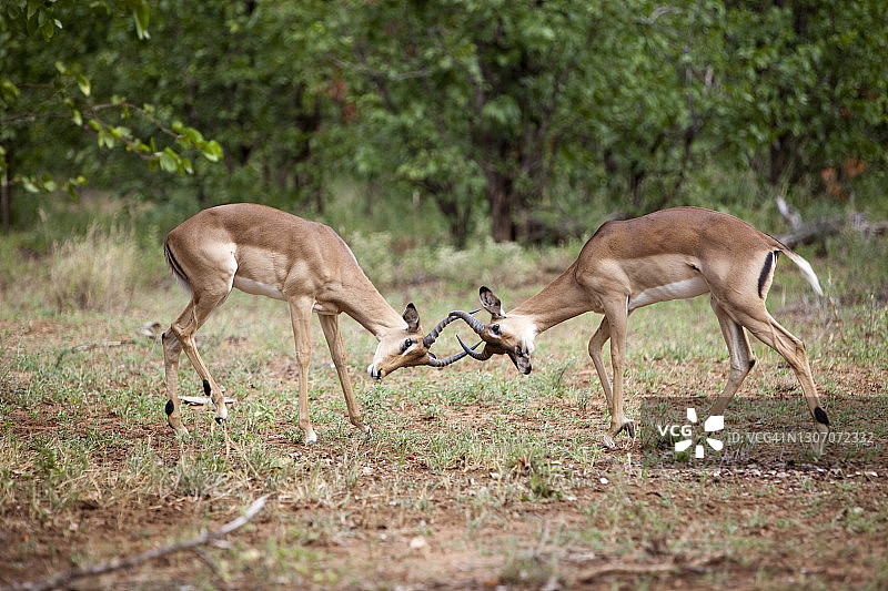 黑斑羚打斗图片素材