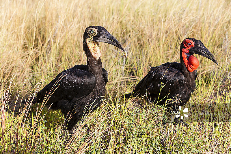 地犀鸟图片素材
