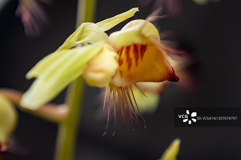 Catasetum Discolor (Lidl.) - IX图片素材