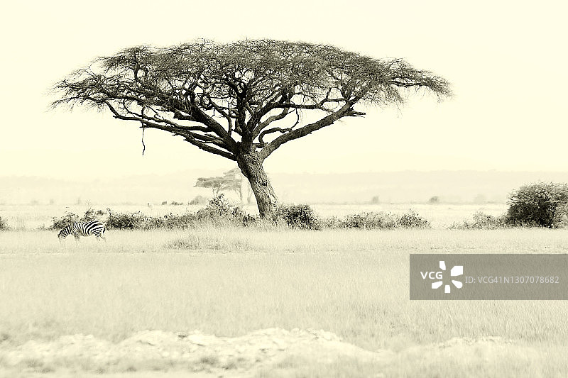 野生环境下金合欢树与斑马图片素材