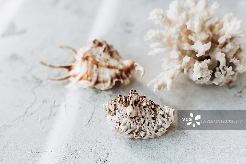 白色背景上的大型浅色贝壳和珊瑚图片素材
