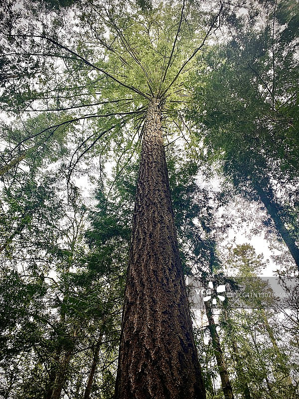 森林地面风光图片素材