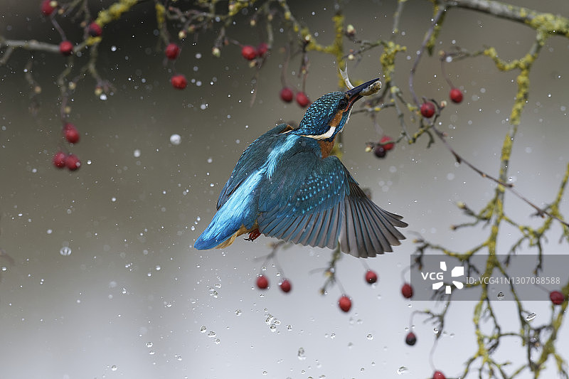 翠鸟捕鱼图片素材
