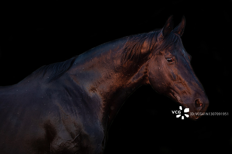 黑色背景上美丽的黑色运动型特雷克纳马艺术肖像图片素材