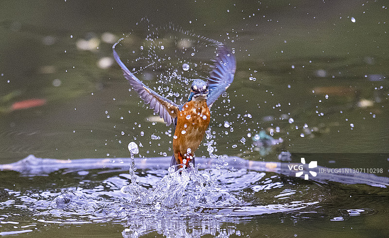 翠鸟从水中叼出两条鱼图片素材
